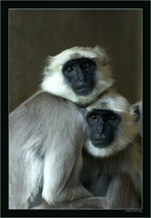 Zuneigung
im Zoo von Hannover im Rahmen des EPIG-Treffens 2004

