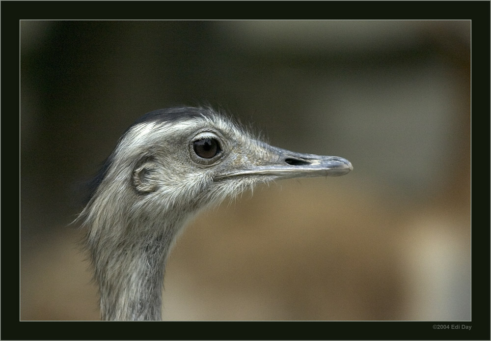 Nandu
Schlüsselwörter: Zoo Hannover, Nandu