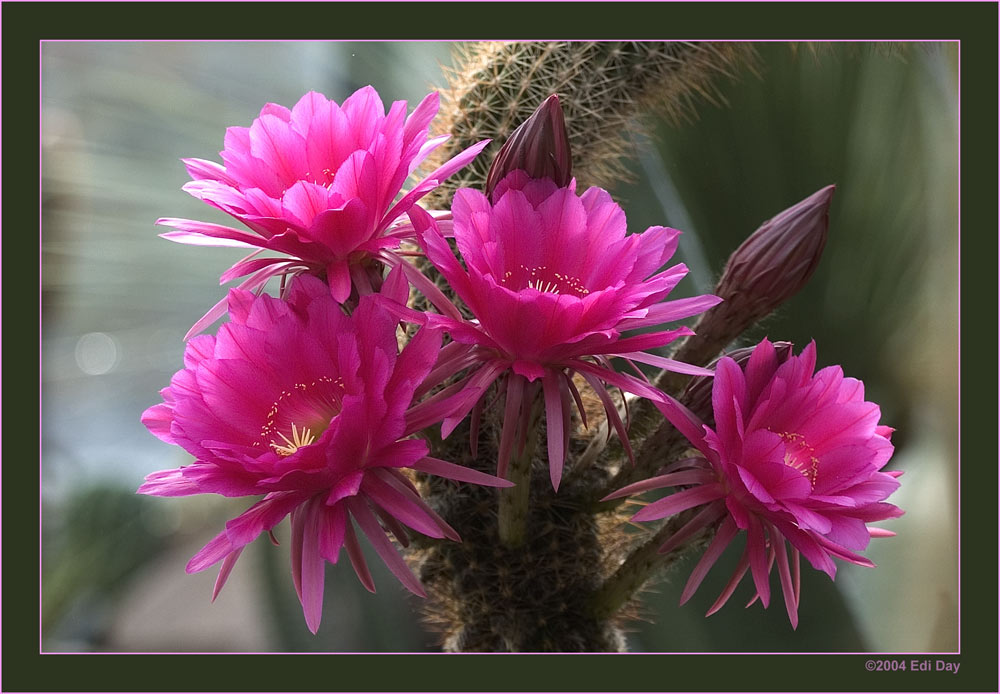 Trichocereus Hybride 'Siegelsdorf'
In den Gewächshäusern des Berggarten Hannover. Danke Ingo für den Namen.
Schlüsselwörter: Bergarten, Hannover, Herrenhäuser Gärten