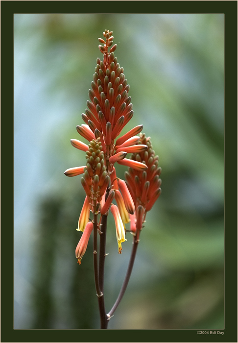 Aloe elgonica
im Gewächshaus des Bergarten Hannover
Schlüsselwörter: Aloe elgonica