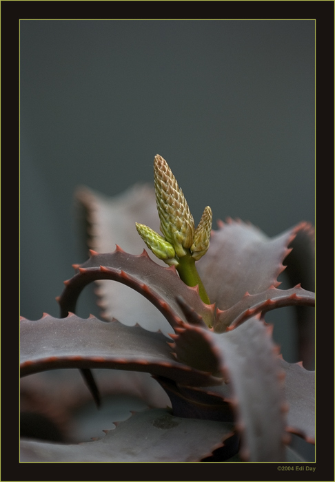 Junger Blütentrieb einer Aloe
im Berggarten Hannover
Schlüsselwörter: Aloe, Berggarten Hannover