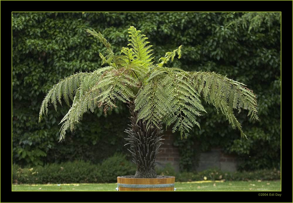 Osmunda Baumfarn
im Berggarten Hannover
Schlüsselwörter: Bergarten, Hannover, Herrenhäuser Gärten, Osmunda, Baumfarn