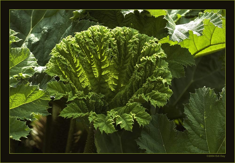 Gunnera
Gunnera tinctoria, Syn.: Gunnera chilensis - Tausendblattgewächse (Haloragaceae)

Heimat Südbrasilien. Die Pflanze besitzt riesige, tanninreiche Blätter mit bis zu 1,50 m Durchmesser, kräftige stachelige Stengel und große Rhizome. Blütezeit Juni bis September. 
Die Gattung Gunnera ist in Amerika, Südafrika und Neuseeland beheimatet. Die Gunnera tinctoria wird gerne als Blattpflanze in Gärten gepflanzt. Der Name Gunnera leitet sich von dem Drontheimer Bischof Joh. Ernst Gunnerus (1718-1773) ab, dem Verfasser einer „Flora norvegica“. Der englische Namen Giant Rhubarb („Riesen-Rhabarber“) nimmt auf die Ähnlichkeit der Blätter Bezug. 
 


Schlüsselwörter: Gunnera tinctoria, Berggarten Hannover