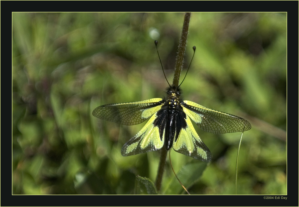 Libellen-Schmetterlingshaft (Libelloides coccajus)
