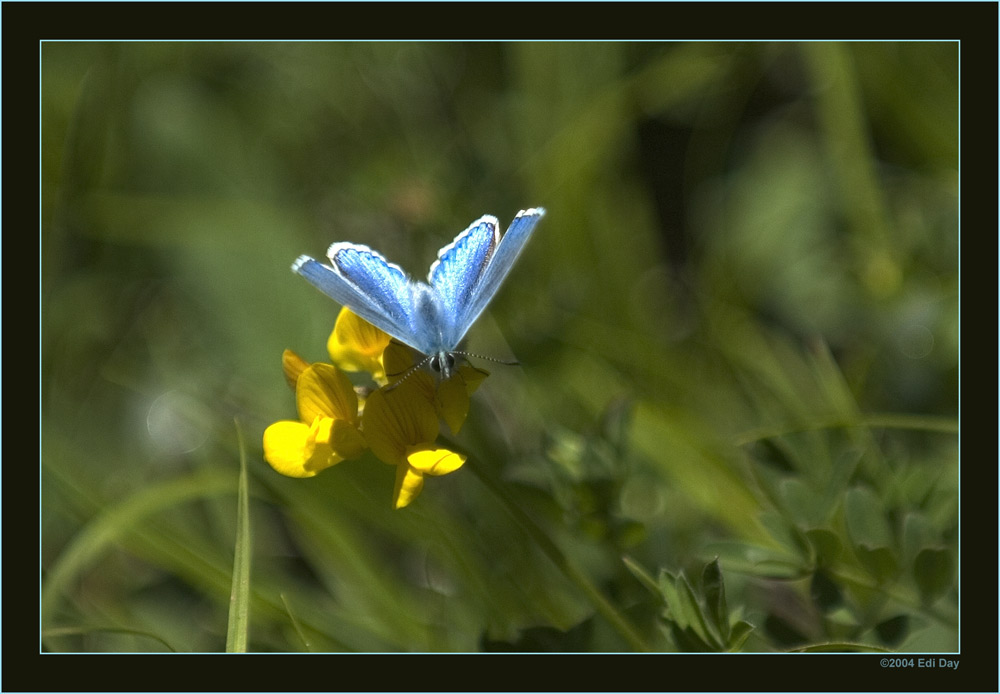 Himmelblauer Bläuling
Schlüsselwörter: Himmelblauer Bläuling, Lysandra bellargus (Rott.)