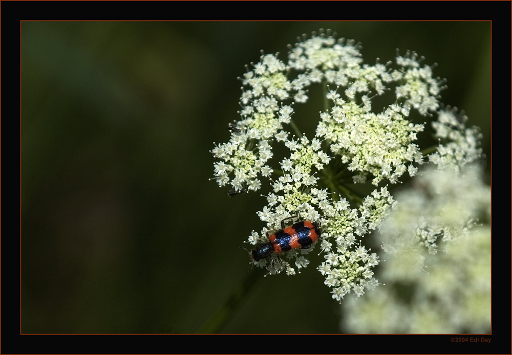 Bienenwolf - Trichodes apiarius
ernährt sich vorwiegend von den Larven der Bienenbrut - selten
Schlüsselwörter: Flims