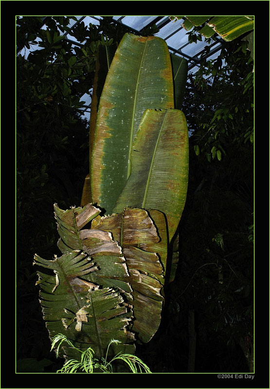 Masoalahalle
Schlüsselwörter: Masoalahalle, Madagaskar, Zoo Zürich, zürcher Zoo