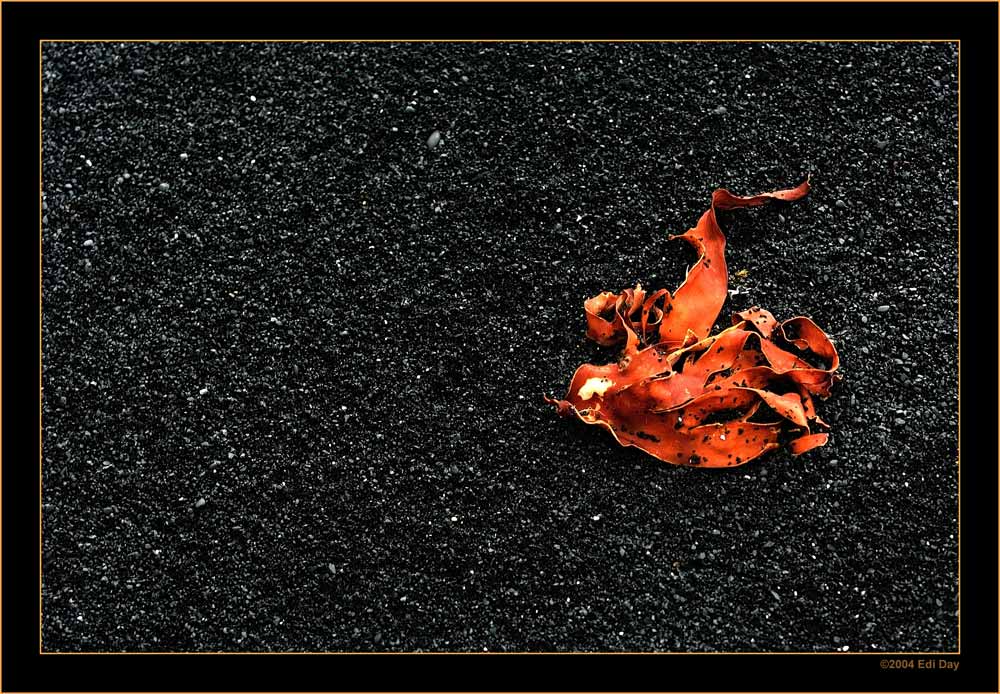 Kontraste
angeschwemmter Seetang auf schwarzem Lava-Sandstrand
Schlüsselwörter: Island, Westfiorde, Seetang, Lavasand