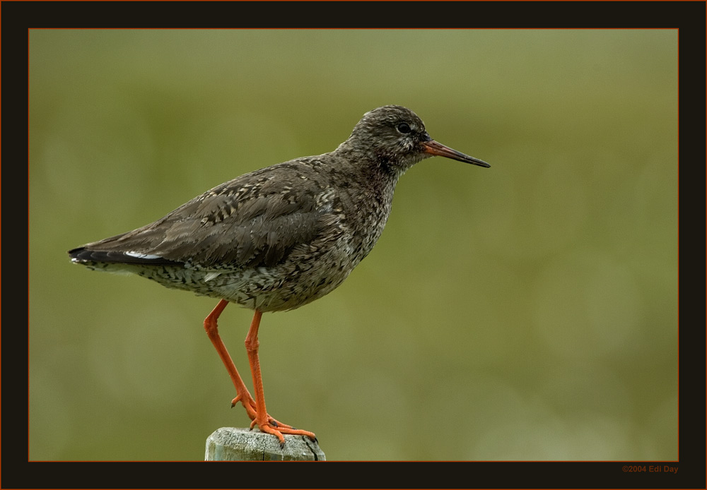 Rotschenkel
Tringa totanus
Bei uns schon eher eine Rarität, jetzt weiss ich auch warum, die sind alle in Island.
Schlüsselwörter: Rotschenkel, Tringa totanus