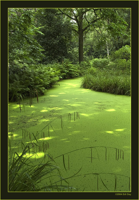 Herrenhäuser Gärten
Moorlandschaft im Berggarten Hannover
Schlüsselwörter: Bergarten, Hannover, Herrenhäuser Gärten