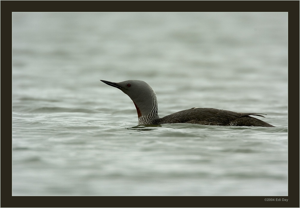 Sterntaucher
Gavia stellata. Eine geschützte Vogelart welche in Island meist an Seen und Tümpeln brütet, von wo aus er zu fischreichen Gewässern fliegt
Schlüsselwörter: Sterntaucher, Gavia stellata, Seetaucher, Island