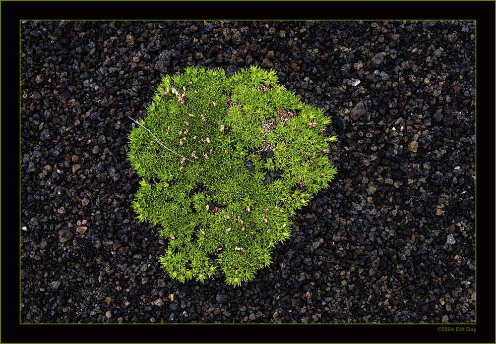 Polsterpflanze im Lavasand
Diese Pflanzen wachsen zusammen mit Frauenmantel (Alchemilla vulgaris) und wildem Thymian an den kahlsten Stellen im schwarzen Lavasand. Ich weiss leider nicht was es ist.
Schlüsselwörter: Island, Lava