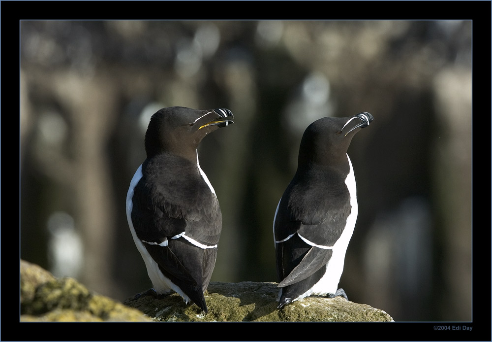 Tordalk
Typischer Steilküstenbrüter am Latrabjarg, Westküste von Island - Alca torda
Schlüsselwörter: Làtrabjarg, Westfiorde, Island, Westküste, Steilküste, Tordalk, Alca torda