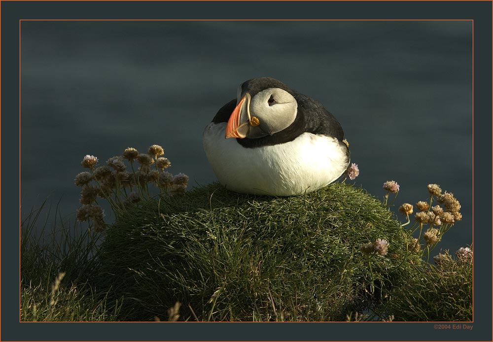 Hochsitz
Papageientaucher auf dem Klippenrand von Latrabjarg, Island
Schlüsselwörter: Làtrabjarg, Westfiorde, Island, Westküste, Steilküste, Papageientaucher