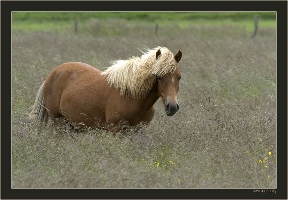 Islandpony
Neben Schritt, Trab und Galopp beherrscht das Islandpferd noch weitere Gangarten, nämlich den Tölt und den Pass. 
Schlüsselwörter: Islandpferd, Island, Islandpony, Tölt, Pass