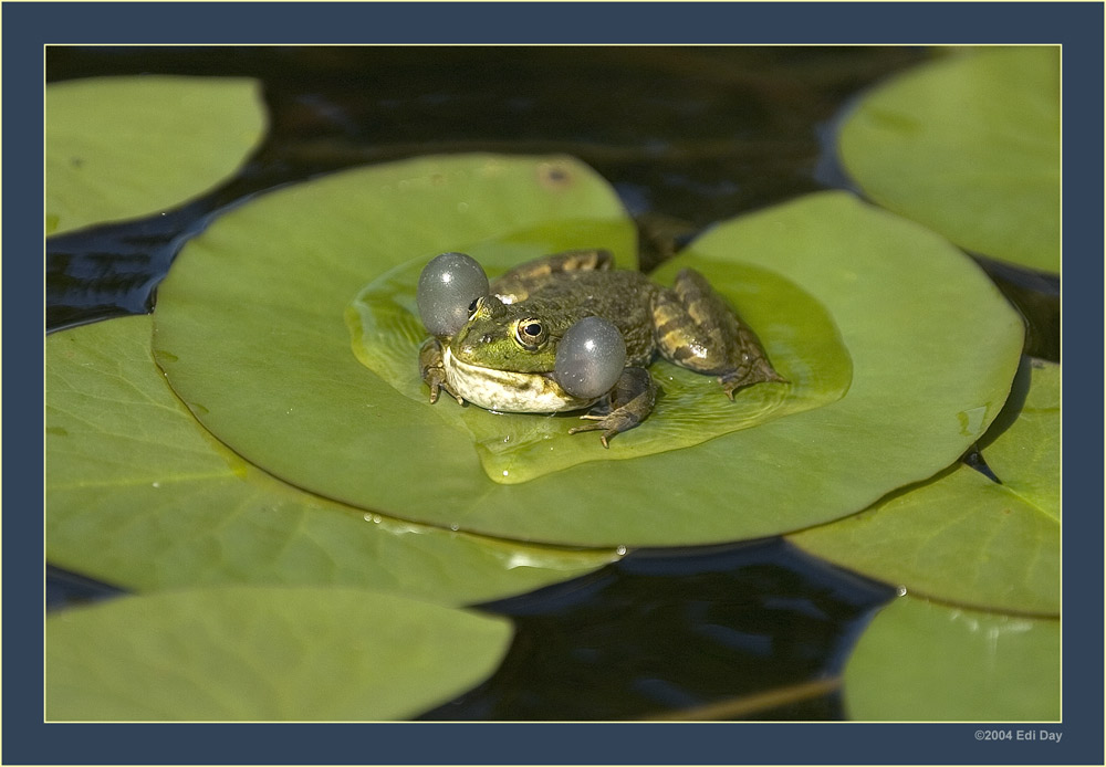 nicht jeder hat sein eigenes Jacuzzi !
im Botanischen Garten Zürich war ein ganz schöner Lärm, als alle Frösche zusammen zum Konzert anhoben

