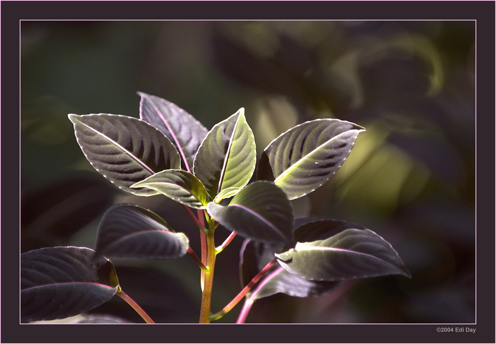 Regenwald-Bodenbewohner
unter den Bäumen im Dunkel des Regenwaldes wachsen diese Bodenbewohner.
