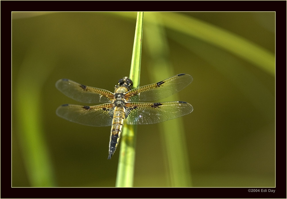 filigran...
...waren die Flügel dieses Vierflecks, beobachtet am Teich des Botanischen Gartens Zürich
Schlüsselwörter: Vierfleck, Libellula quadrimaculata