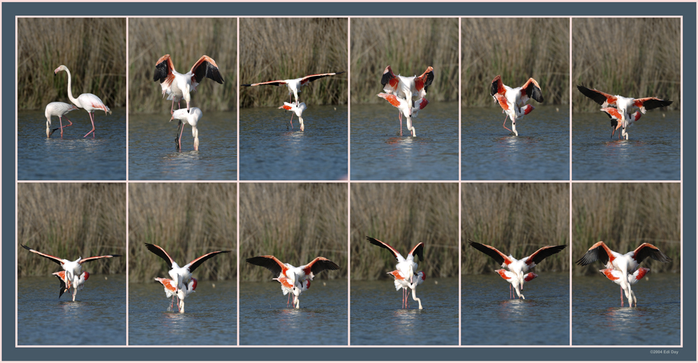Some like it hot...
Schlüsselwörter: Flamingo, Phoenicopterus ruber roseus, Camargue, Wasservögel