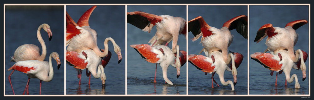 Auch Flamingo tun es...
Schlüsselwörter: Flamingo, Phoenicopterus ruber roseus, Camargue, Wasservögel