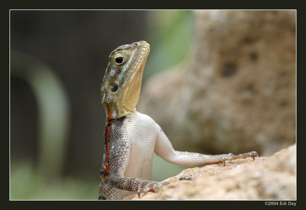 Agame
Samburu - Kenia - Nov2002
Nikon D100
AF Micro-Nikkor 70-180mm f/4.5-5.6
180mm
Spotmessung 1/90s - f/9
ISO 200

Schlüsselwörter: Agame, Samburu, Kenia