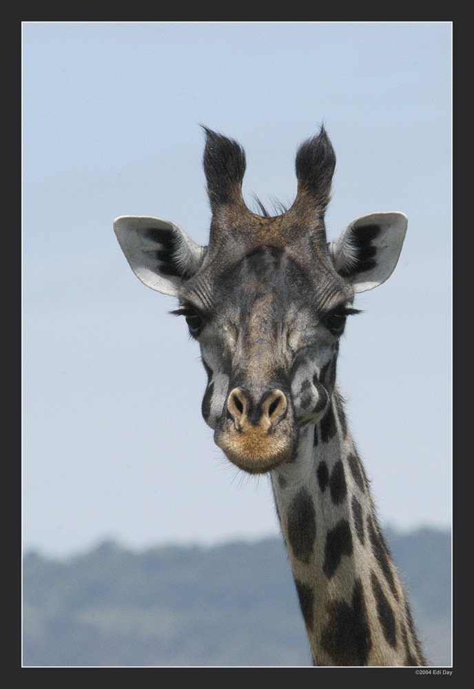 Twiga
Giraffe in der Masai Mara
