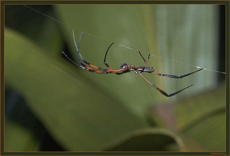 Nephila Radnetzspinne Seychellen
