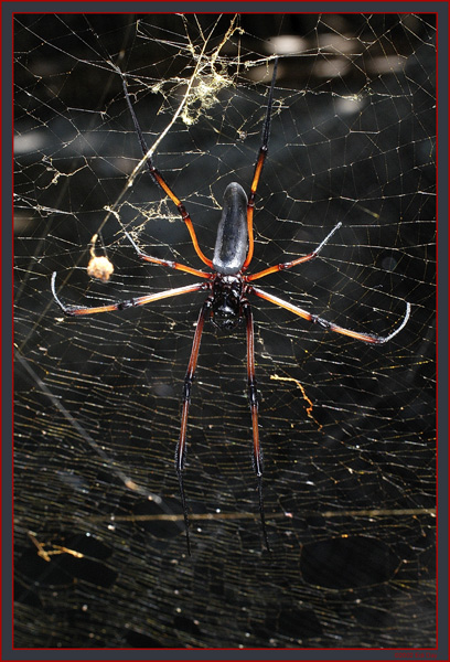 Nephila
vermutlich Nephila madagascariensis, diese Spinnen haben eine Körperlänge von 80 bis 100mm und mit den Beinen schon mal bis 20cm. Ihre Netze sind bis 2 Meter im Durchmesser, zumindest diejenigen, welche ich gesehen habe.
Silhouette Island - Seychellen - Nov.2002
D100 - Miccro 70-180mm - f/4.5-5.6
85mm - 1/80S - f/14
ISO 640
Schlüsselwörter: Nephila madagascariensis, Seychellen, Radnetzspinne,