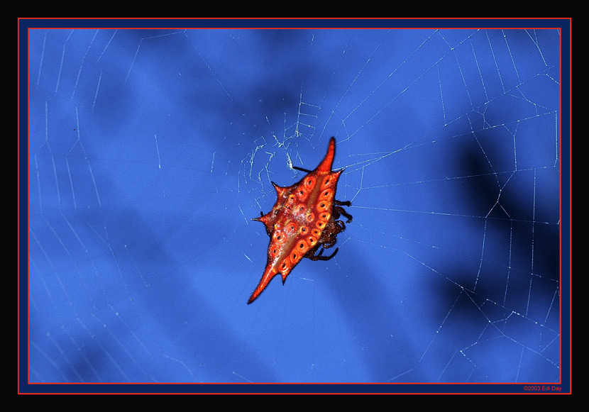 Dornenspinne
Gasteracantha, Madagaskar 2001
Schlüsselwörter: Dornenspinne, Madagaskar, Gasteracantha