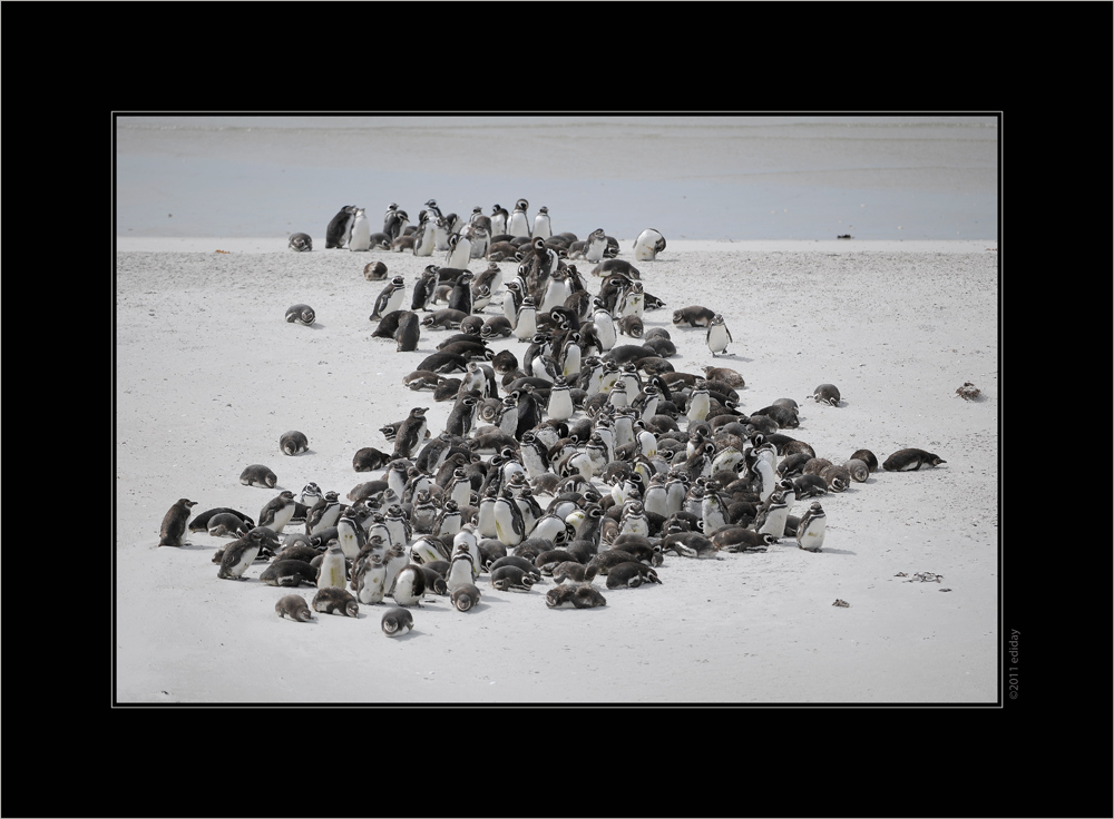 Magellanpinguine
gesehen auf Falklandinseln
Schlüsselwörter: Falkland, Magellanpinguin, Antarktis