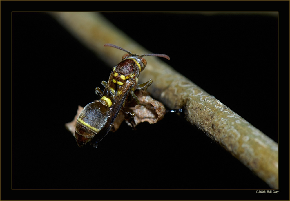 Solitärwespe
Schlüsselwörter: Madagaskar, Solitärwespe