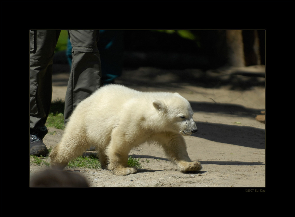 Knuth
im Berliner Zoo
Schlüsselwörter: Eisbär, Knuth, Zoo, Berlin, Berliner Zoo