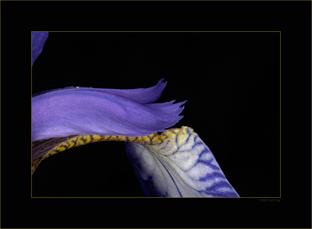 Iris
in meinem Garten
Schlüsselwörter: Iris