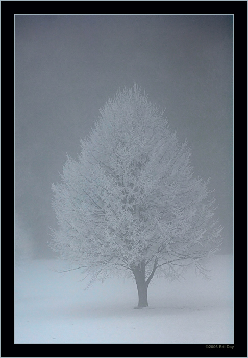 weiss in weiss
der Nebel hat auch seine schönen Seiten
Schlüsselwörter: Pfannenstiel, Zürichsee, Greifensee, Winter, Nebel, Reif