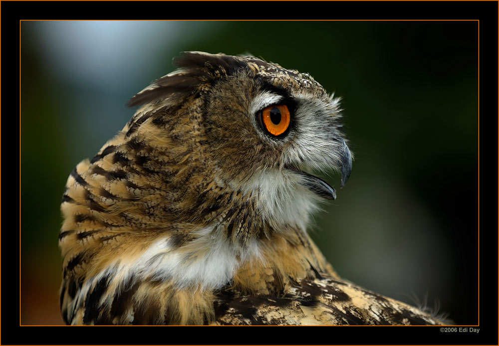 Uhu
Greifvogelvorführung Museumsnacht Zürich
Schlüsselwörter: Uhu, Bubo bubo, Greifvögel