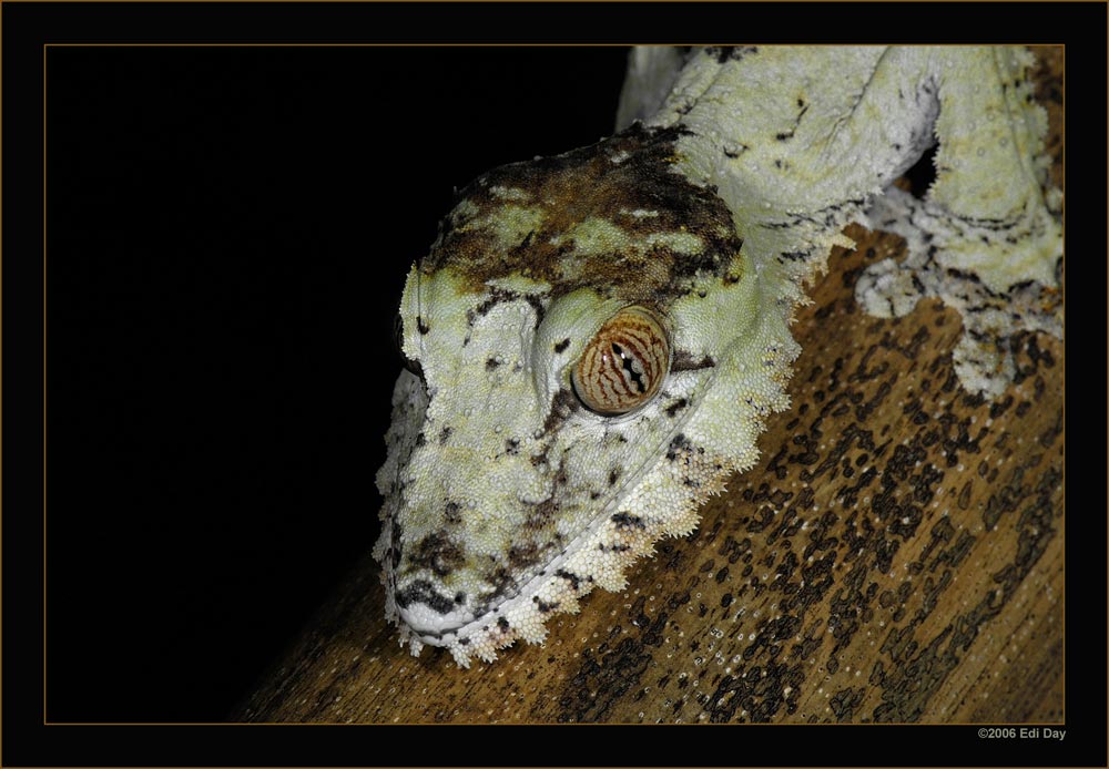 Uroplatus fimbriatus
Schlüsselwörter: Uroplatus fimbriatus, Plattschwanzgecko, Masoalahalle, Zoo Zürich, Madagaskar