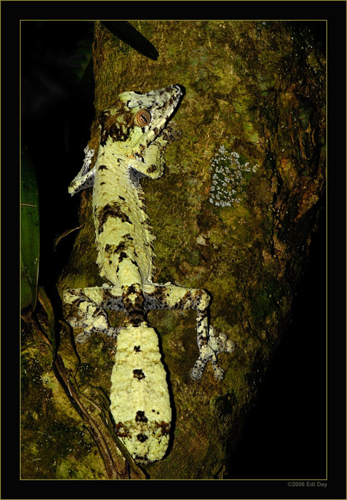 Uroplatus fimbriatus
in der Masoalahalle im Zürcher Zoo
Schlüsselwörter: Uroplatus fimbriatus, Plattschwanzgecko, Masoalahalle, Zoo Zürich, Madagaskar