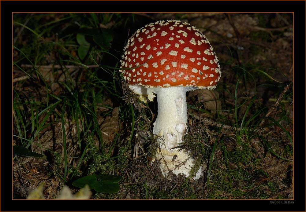Fliegenpilz
Schlüsselwörter: Fliegenpilz, Amanita muscaria, Pilze