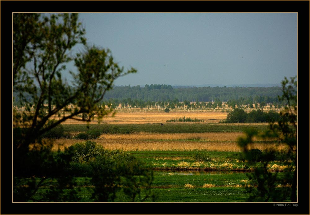 Narew und Bierbrza
und wenn man genau hinschaut, sieht man in der Ferne einen Elch
Schlüsselwörter: Polen, Bierbrza, Narew