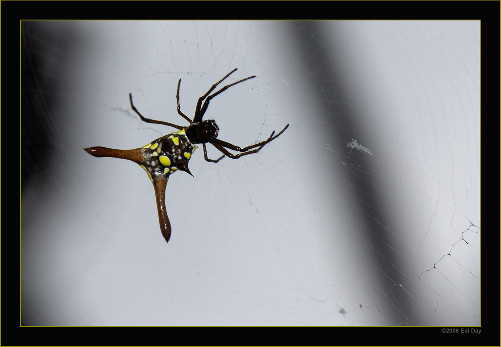 Stachelspinne
Schlüsselwörter: Gasteracantha, Stachelspinne, Kuba