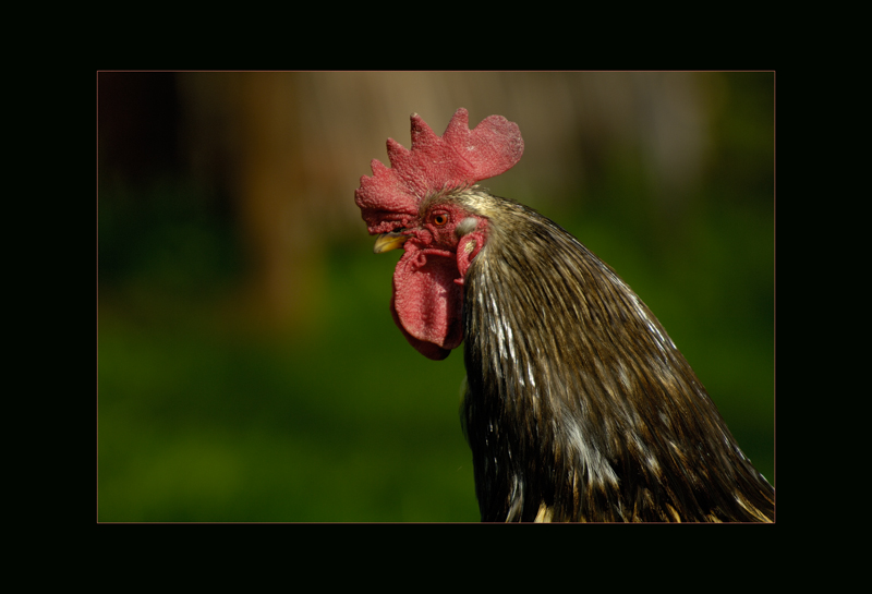 Hahn
in Polen
Schlüsselwörter: Gallus gallus domesticus, Hahn, Polen
