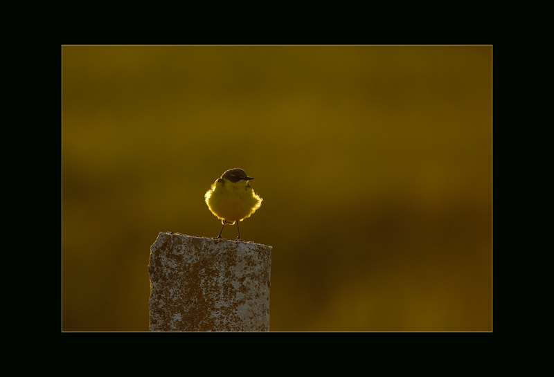 Schafstelze
in Polen
Schlüsselwörter: Schafstelze, Motacilla flava var. Feldegg