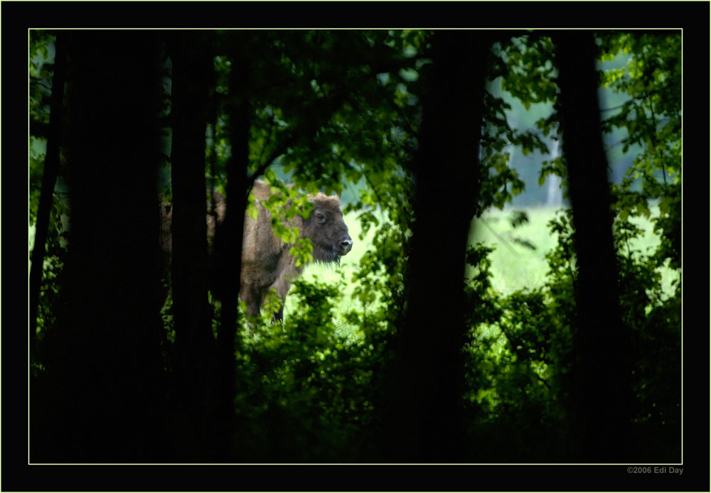 Wisent im Bialowieza-Nationalpark
man kommt sich vor wie ein Indianer auf der Pirsch
Schlüsselwörter: Wisent, Bison bonasus, Polen, Bialowieza