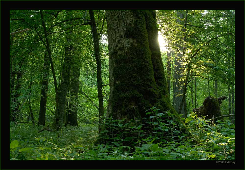 Urwald
Bialowieza, der letzte Urwald Europas
Schlüsselwörter: Polen, Bialowieza