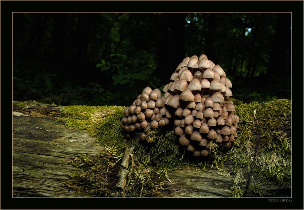 Holzpilz
Bialowieza Urwalds
Schlüsselwörter: Bialowieza Urwald, Holzpilz