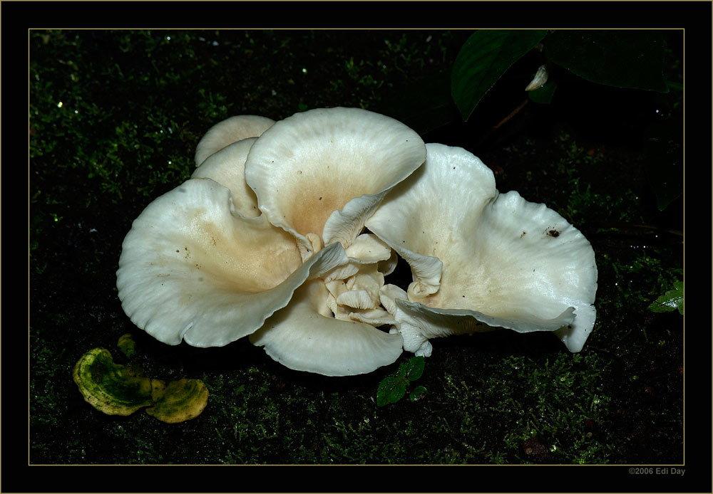 Holzpilz in der Masoalahalle
Schlüsselwörter: Masoalahalle, Zoo, Zürich