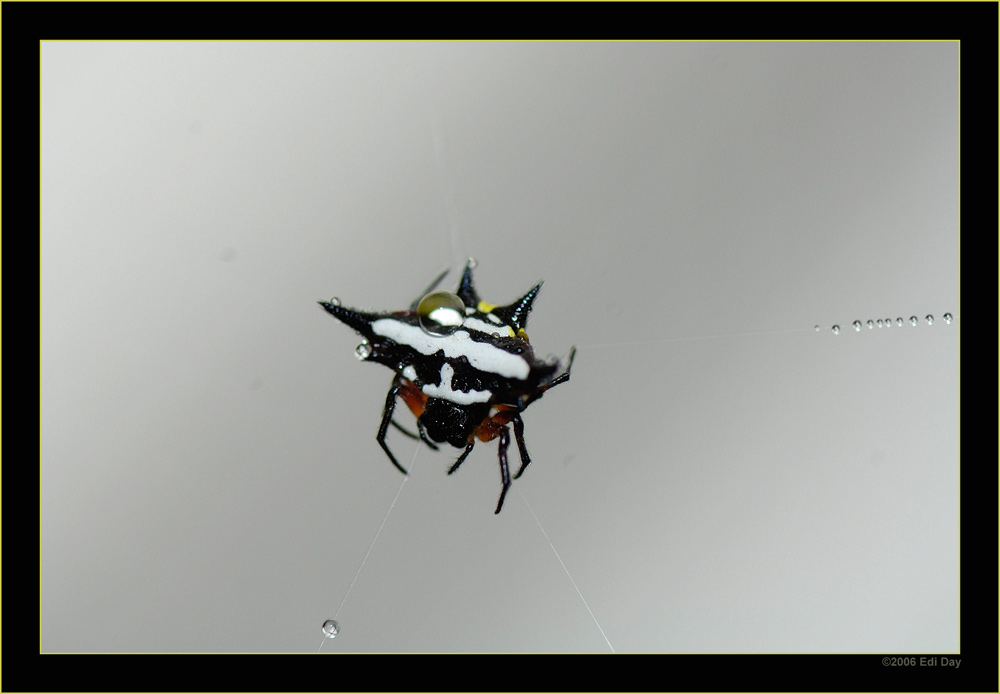 Krabbenspinne
in der Masoalahalle
Schlüsselwörter: Masoalahalle, Zoo, Zürich