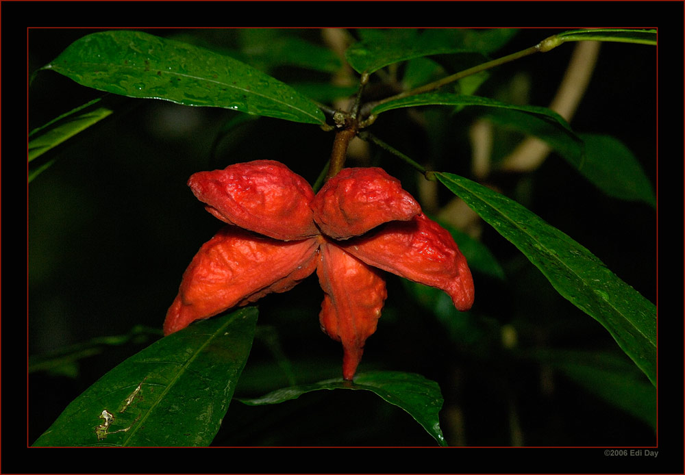 Cola-Pflanze
Schlüsselwörter: Masoalahalle, Zoo, Zürich