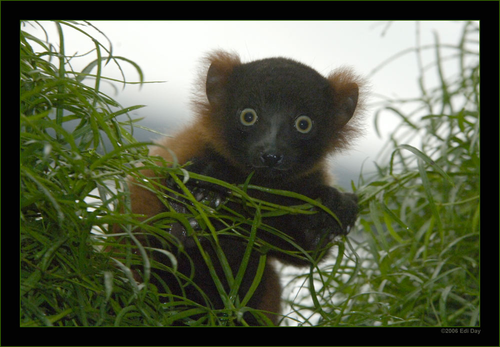 Roter Vari
eines der zwei Jungtiere, welche am 1. Mai 2006 zur Welt gekommen sind. 
Schlüsselwörter: Masoalahalle, Zoo, Zürich, roter Vari, Lemur variegatus ruber