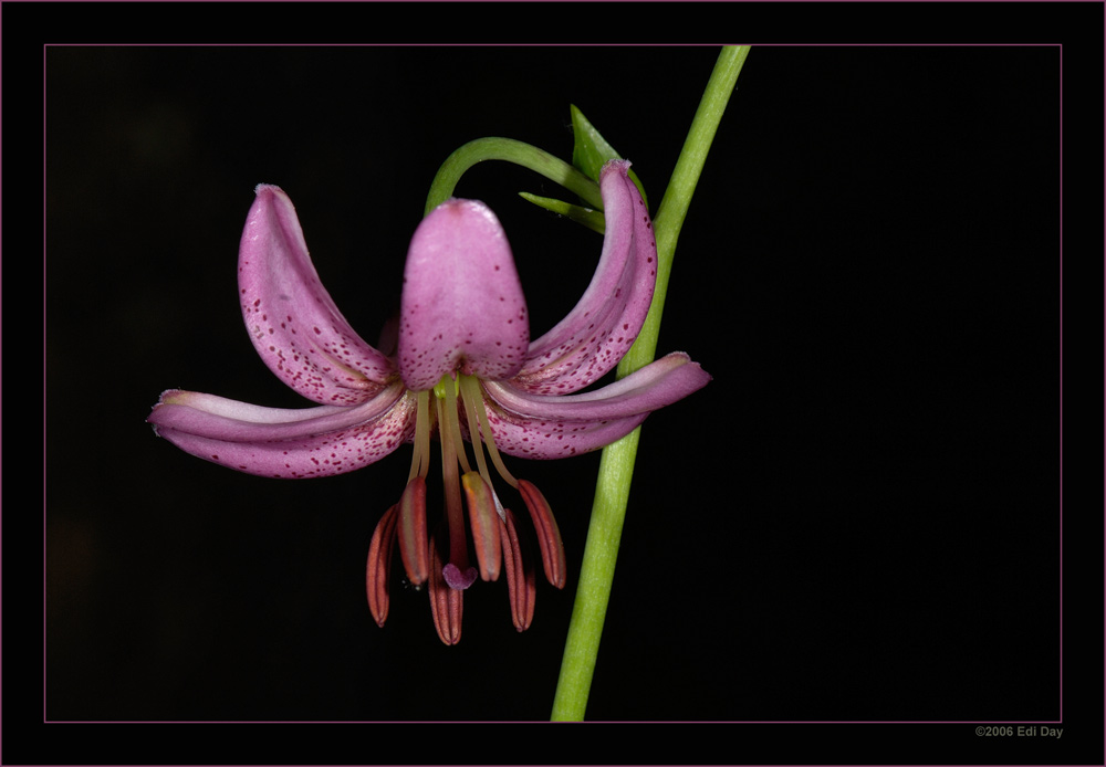 Türkenbundlilie
auf dem Uetliberg
Schlüsselwörter: Uetliberg, Zürich, Türkenbundlilie, Lilium martagon